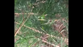 Outdoors Morning Pee